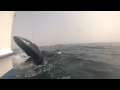 sharking 002