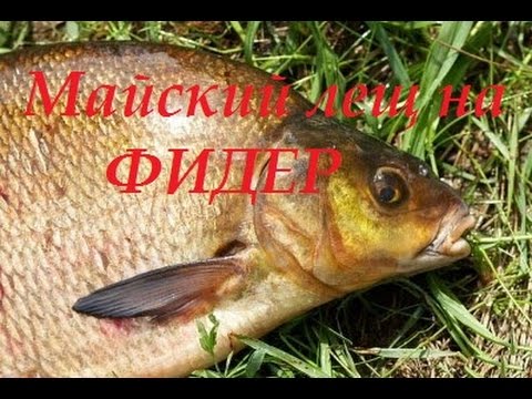 ловля леща на фидер в начале мая ловля леща на фидер в начале мая