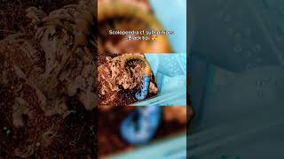Процесс Линьки Scolopendra Cf. Subspinipes Black Tip