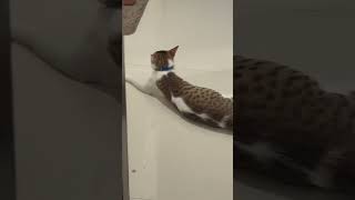 See He Is Called Me. Mamma