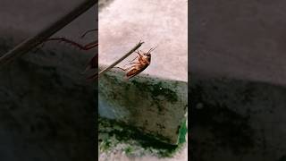 Roach Video Ipis