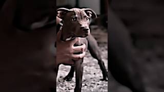 Apbt
