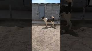 Гарахан 1,5 Года Turkmen Alabay Dogs Alabai