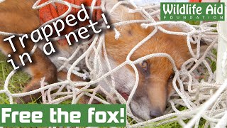 Young fox gets completely TANGLED in football netting!