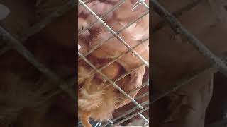 Proses Ayam Bertelur.