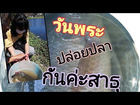 #ทำบุญปล่อยปลา