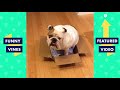 Top 7 FUNNIEST Auditions on America's Got Talent EVER