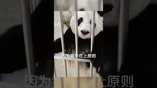 Why Does The Chinese Call Panda Bears Bear Cat?