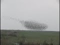 Giant flock of blackbirds in Kern County