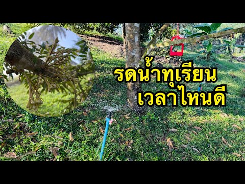 รดน้ําทุเรียน เวลาไหนดี