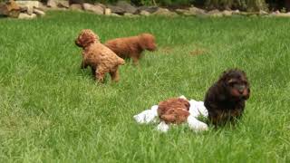 Cockapoo Puppies For Sale Martha Stoltzfus