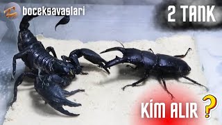 Kara Akrep Vs Geyi̇k Böceği̇