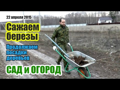Как сажать березу весной Как сажать березу весной