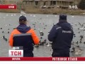 Video Спасатели призывают подкармливать белых лебедей