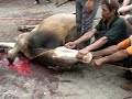 image Idul Adha Pemotongan Hewan Qurban Di Mesjid Al Ittihad Ciledug Tangerang