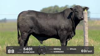 LOTE 88 - TOUROS BRANGUS - LEILÃO SÃO BIBIANO 2021