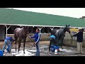 2013 Kentucky Derby: Bath Time for Frac Daddy and Java's War