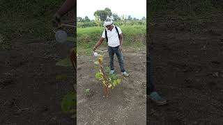 Haritaki Plant Organic Spray