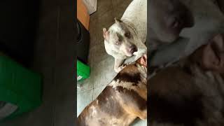 American Xl Bully Puppies 9 And 12 Months Old Very Big Dogs Built Perfectly Bossy Kennels