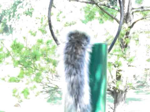 squirrel diving for nuts in bird feeder eats too much and squirrel diving for nuts in bird feeder eats too much and