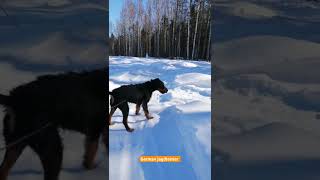 German Jagdterrier Super Dog