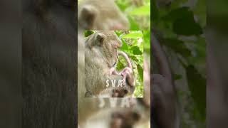 Million Pity Baby Monkey , Mom Pup Him Upside Down Episode