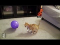 Kitten VS. Balloons!