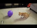 Kitten VS. Balloons!