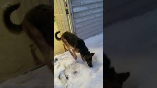 Funny Dogs : Ikarus's First Snow