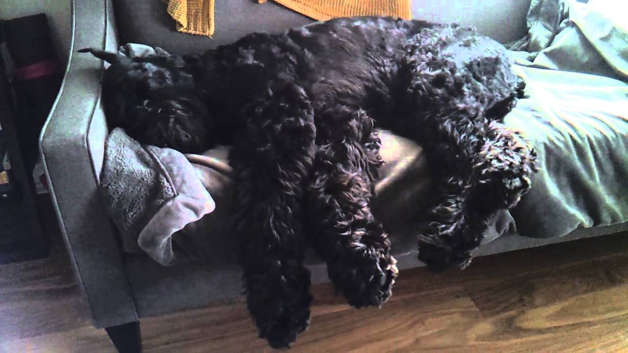 running in sleep schnauzer sleep running running in sleep schnauzer sleep running