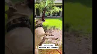 Obedient Pit Bull Waits For Command Before Running Towards Tug Rope