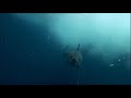 Mako Shark - 80 kph - 50 mph - Rare Footage