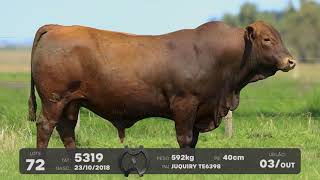 LOTE 72 - TOUROS BRANGUS - LEILÃO SÃO BIBIANO 2021