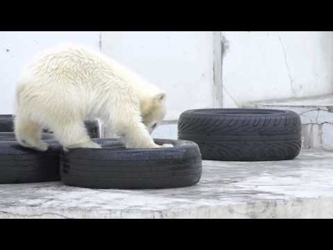 タイヤを運ぶホッキョクグマの赤ちゃん~Polar Bear that carries tire