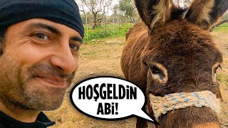 Yunanistanda Çiftlikte İşe Başladım