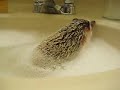 Quentin in the Bath