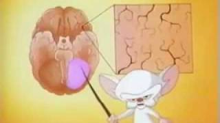 Watch Animaniacs Parts Of The Brain video