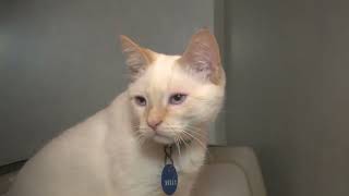 What Happens If Cut Cats Whiskerskedinin Bıyığı Kesilirse Ne Olur