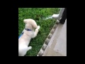 Golden Retriever Puppy Discovers Downspout!