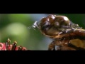 Invertebrates Insects | Biology