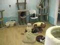 PAWS Atlanta -A NO KILL ANIMAL SHELTER