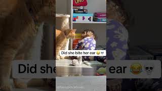 Kitty Babe Pure Sweetness      