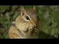 Nuts