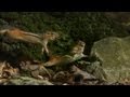 Don't Mess With a Chipmunk's Nuts | North America