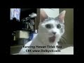 Aksi Kucing Lucu Goyang Cesar Bikin Ngakakkk images Aksi Kucing Lucu Goyang Cesar Bikin Ngakakkk