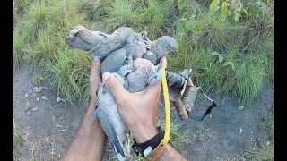 Caçada De Avoante Com Estilingue Hf-A Deu Bom Eu E Meu Sobrinho