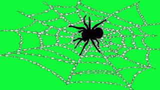 Паутина и паук на хромакее