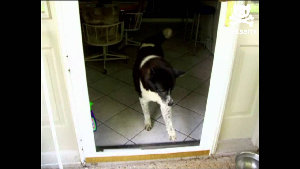 Stuck doggie door