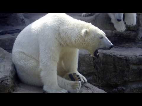 Tiergarten Schönbrunn - Zoo Vienna - Austria  HD