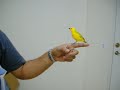 Canario da terra or saffron finch - youtube